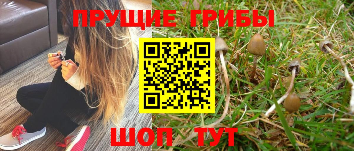 Псилоцибиновые грибы MAGIC MUSHROOMS  где найти   Благодарный  Вход с VPN 